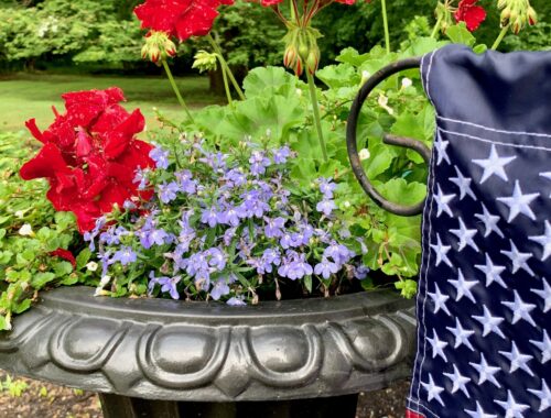 planter with red geraniums