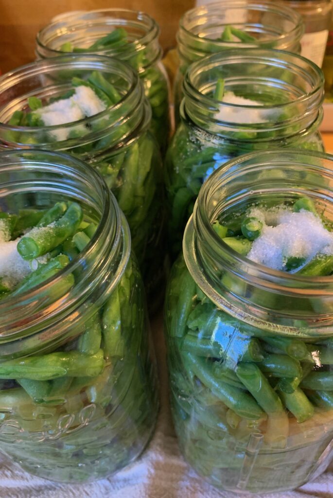 green beans jars filled to can