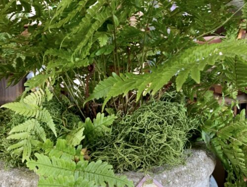 fern at Frenchtown Station