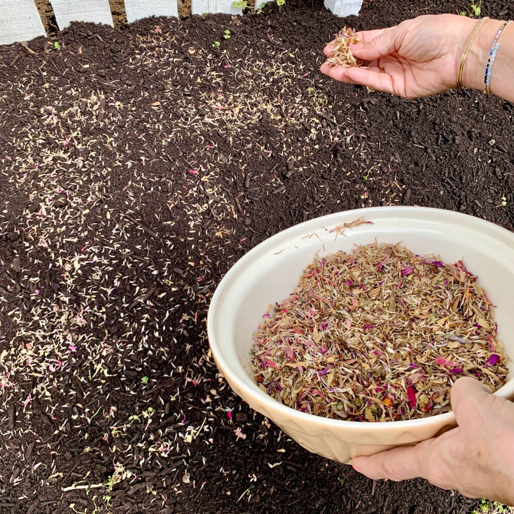 planting zinnia seeds