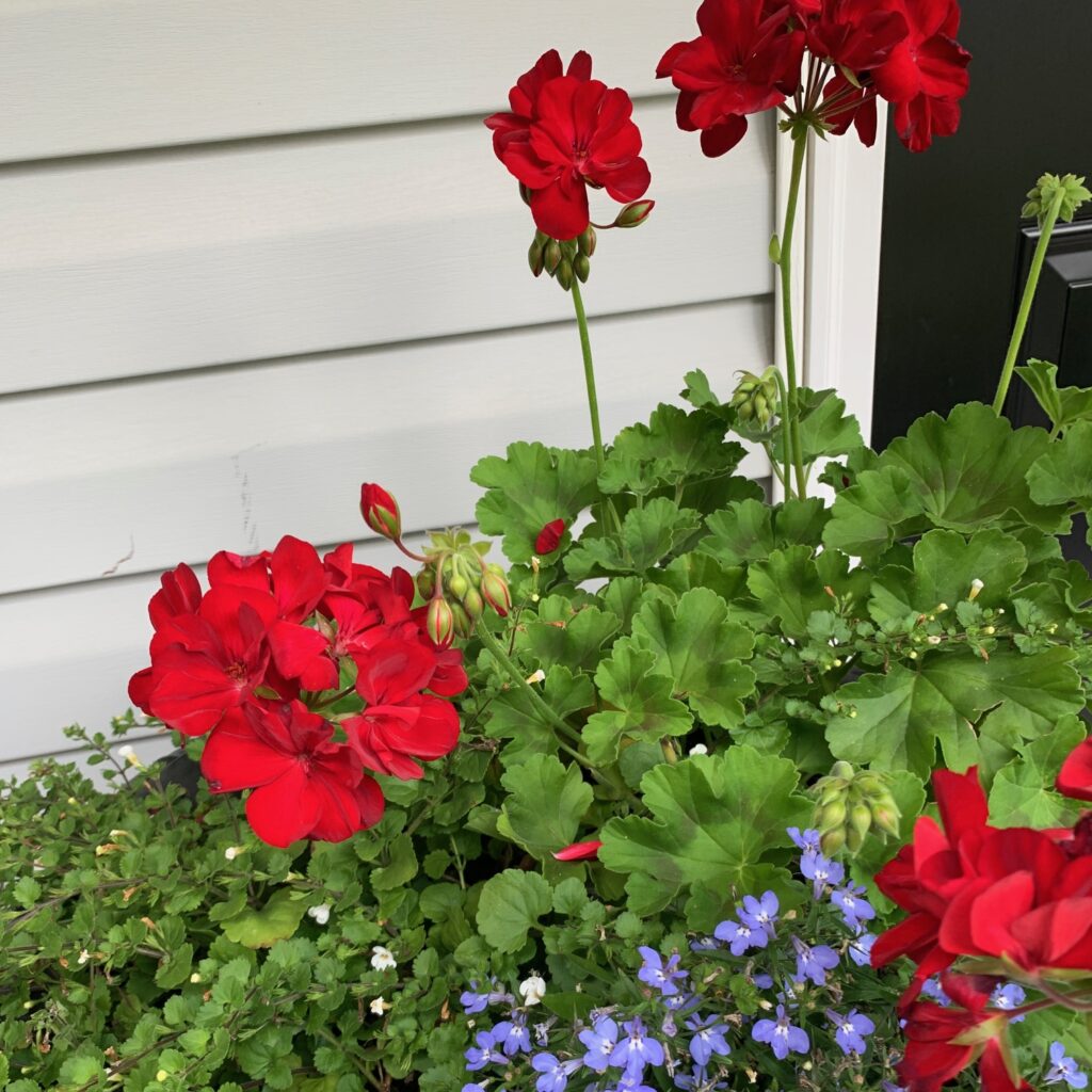 Porch container planter with red geraniums and other plants