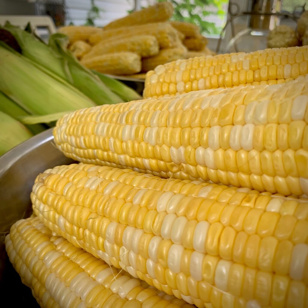 shucked ears of corn for freezing