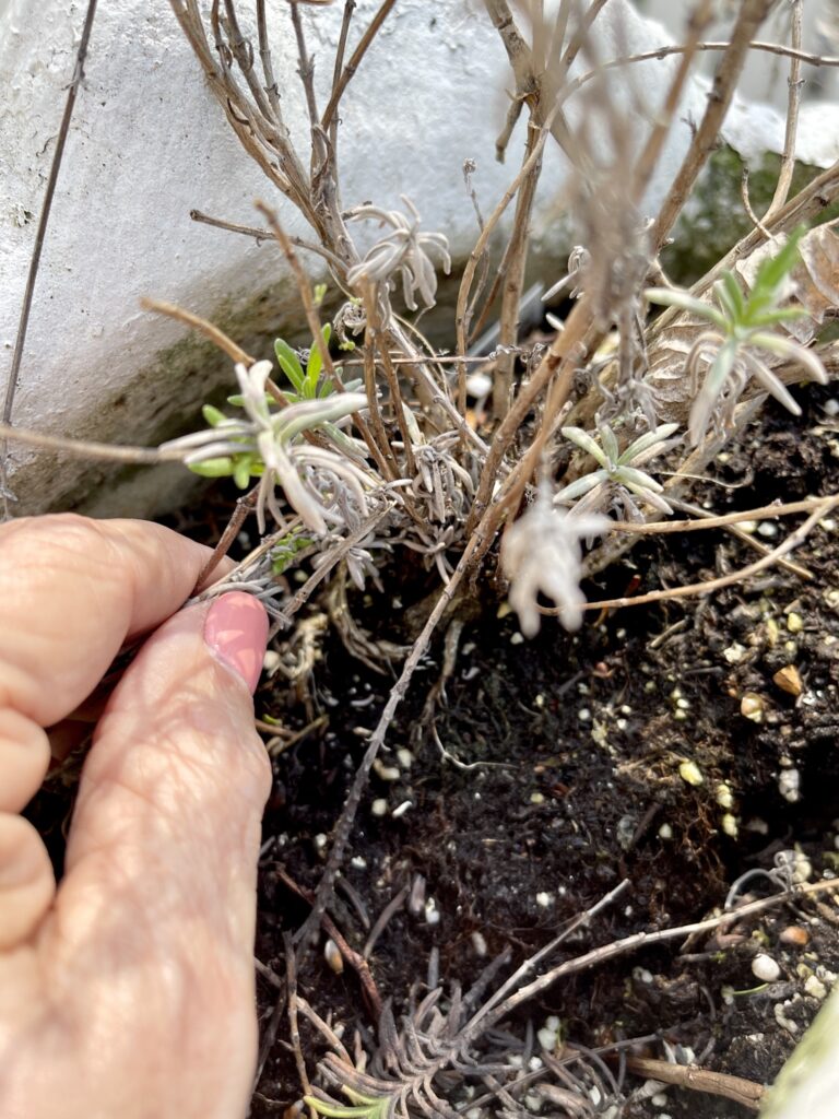 trimming back lavender perennial in flower garden