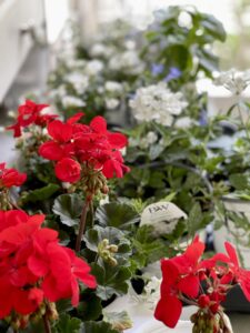 Geraniums and vibernum for planting in the flower garden bed