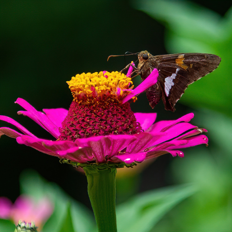 Pink Zinnia close up with Butterfly Flower Garden Bed Ideas