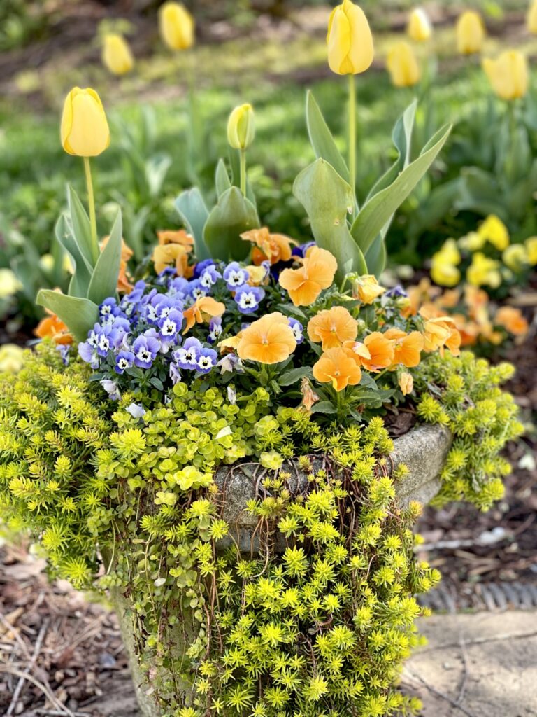spring gardening pots