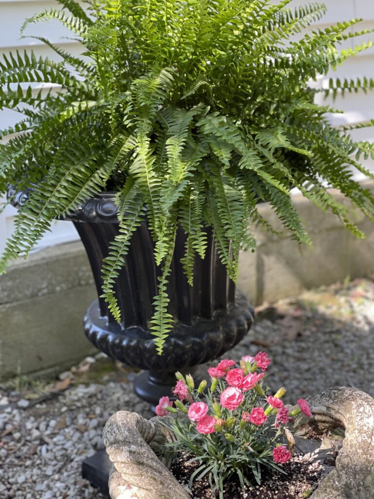 Planters with fern and pink sweet william