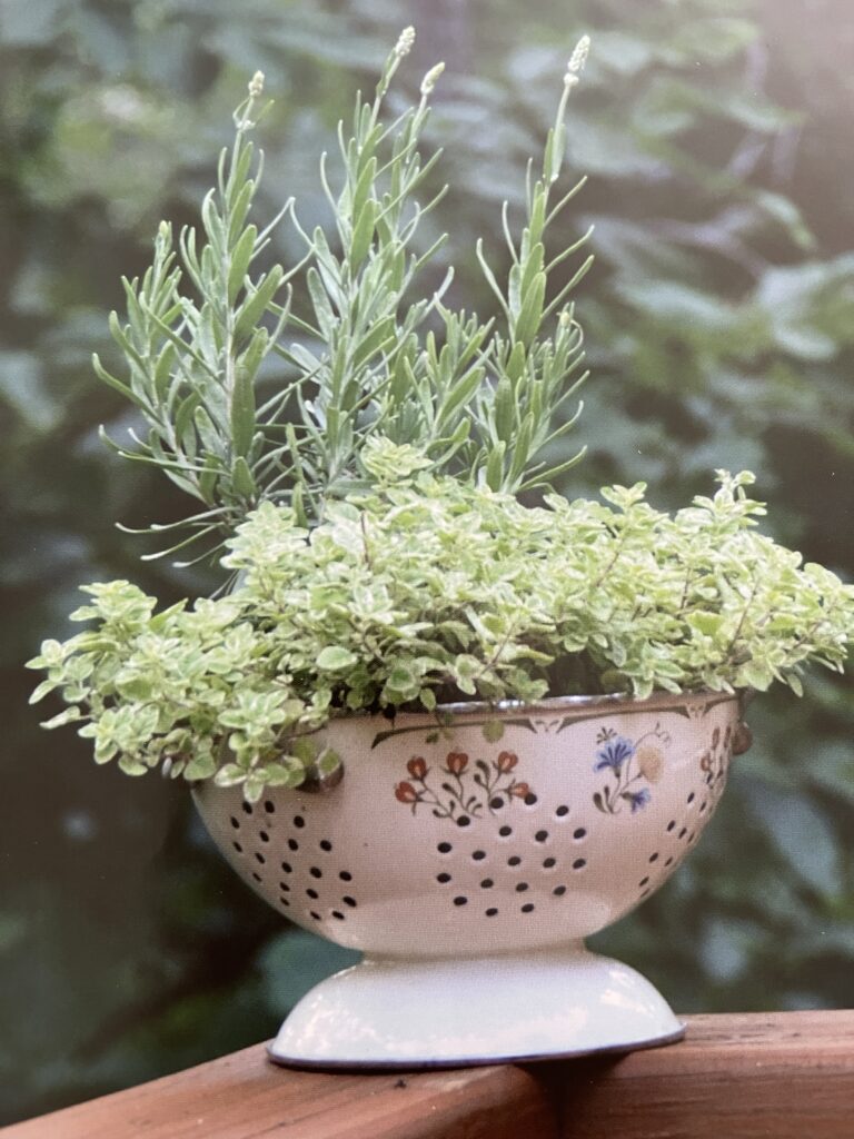 colander container garden filled with herbs sitting on a deck rail.