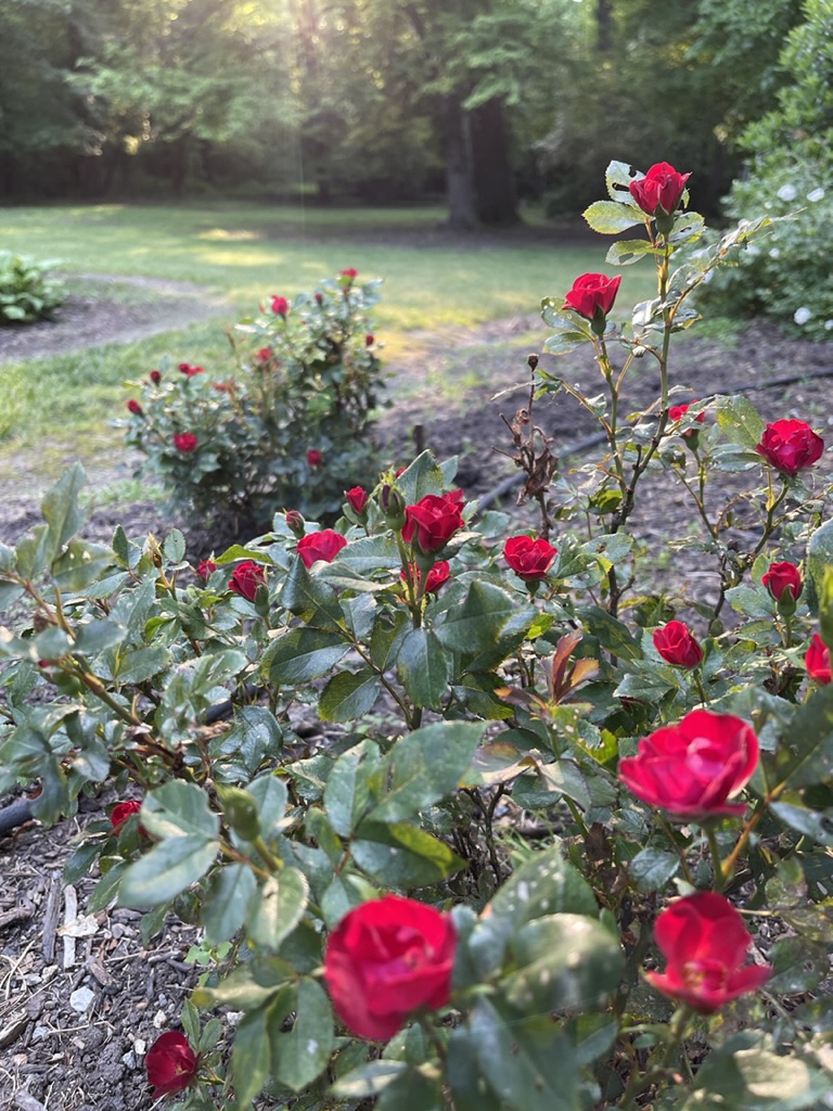 petite red knockout roses