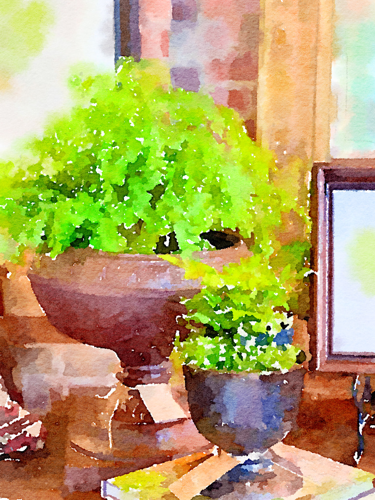 Watercolor of planters with ferns
