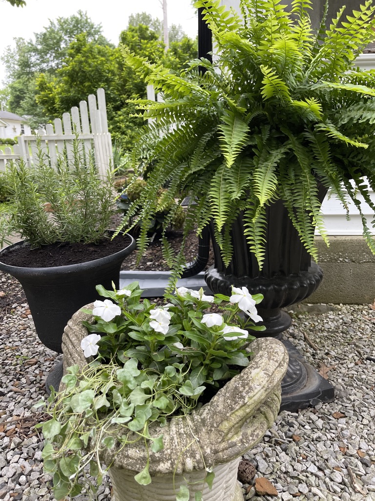 3 planters filled with fern, rosemary and impatients
