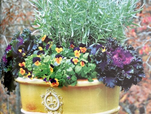 Yellow Planter with lavender, ornamental kale and violas Pamela Crawford book