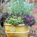 Yellow Planter with lavender, ornamental kale and violas Pamela Crawford book