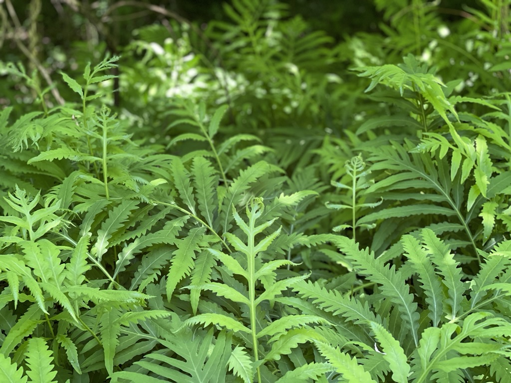 Perennial Ferns on edge of woods