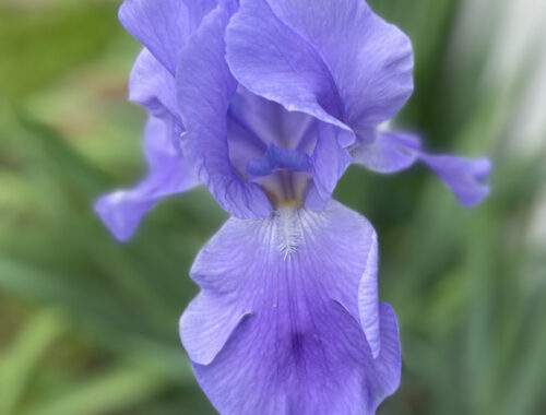close up of purple iris