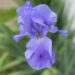 close up of purple iris
