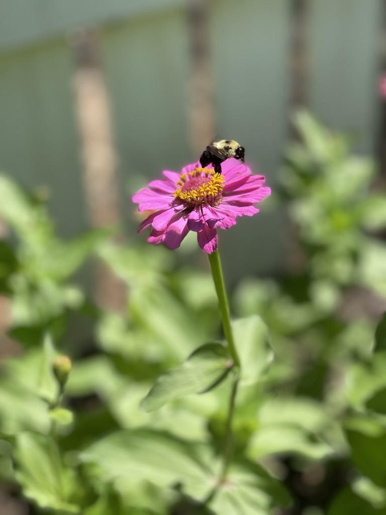 bee on edge of pink zinnia