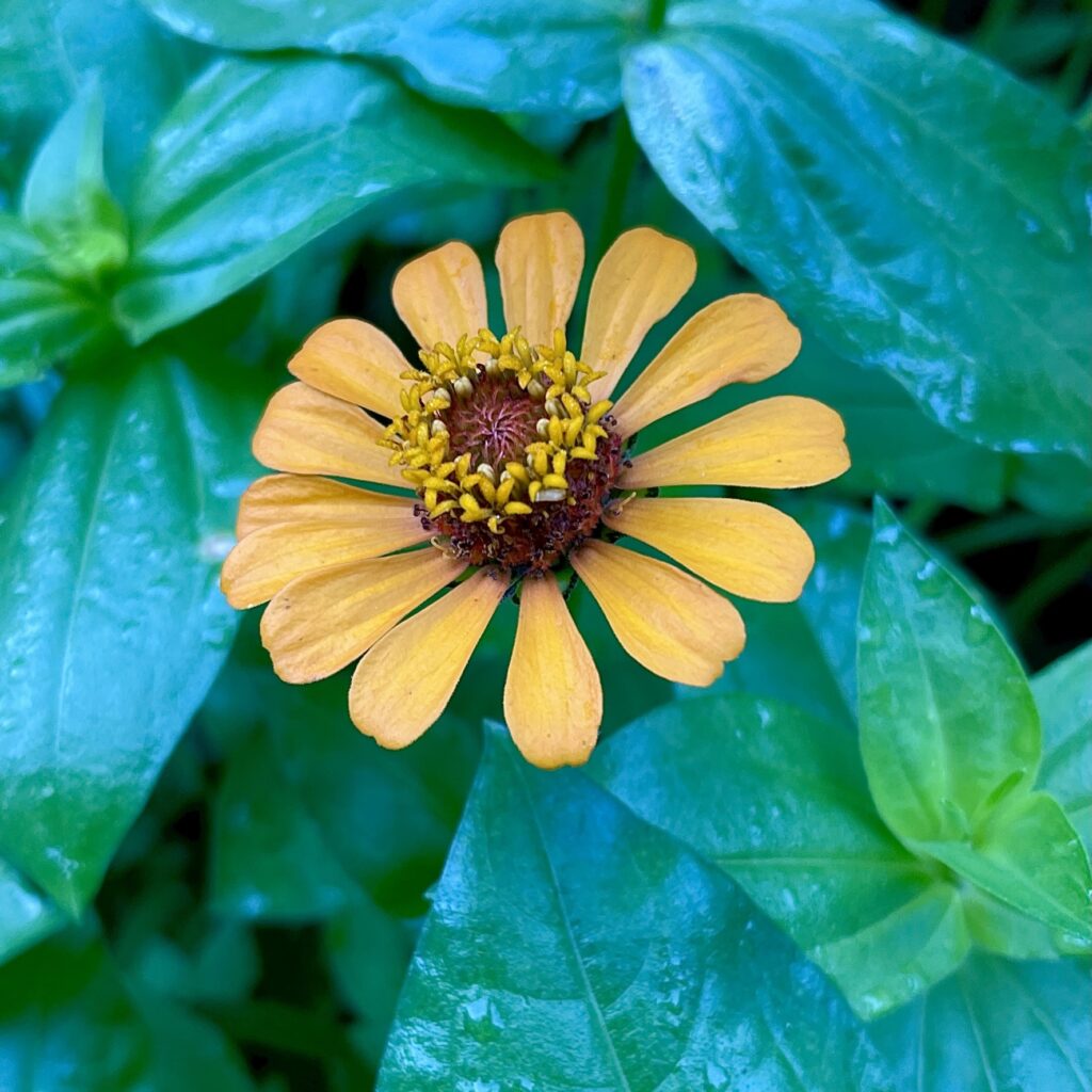 yellow zinnia with rain drops on leaves