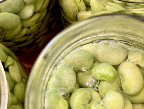overhead view of lima beans in jars ready for canning