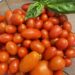 cherry tomatoes in strainer with basil sprig