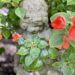 girl statue with red impatiens