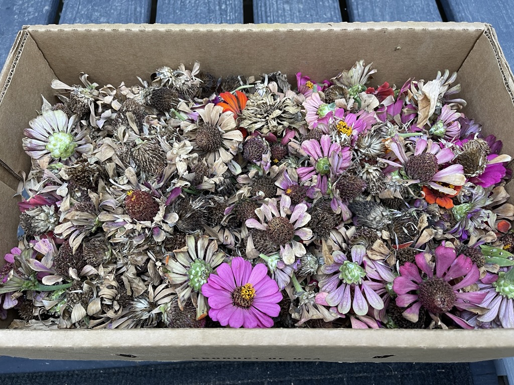box of zinnia seeds
