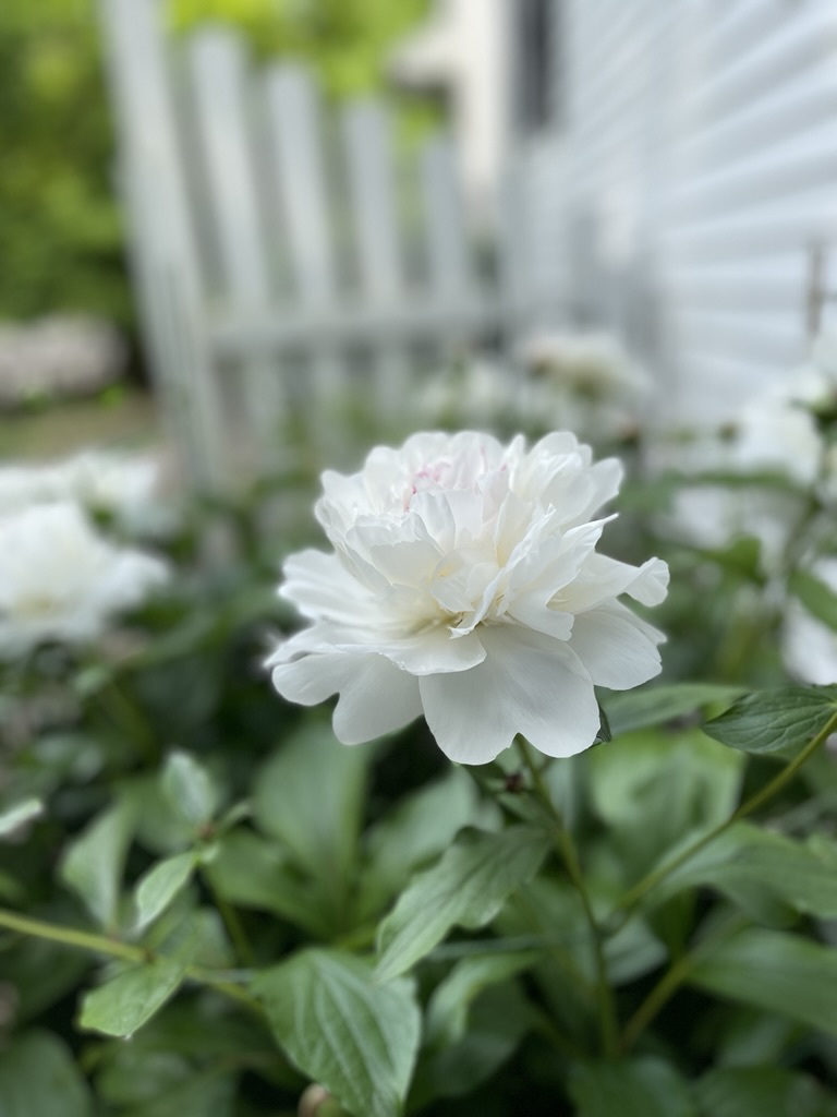 peonies