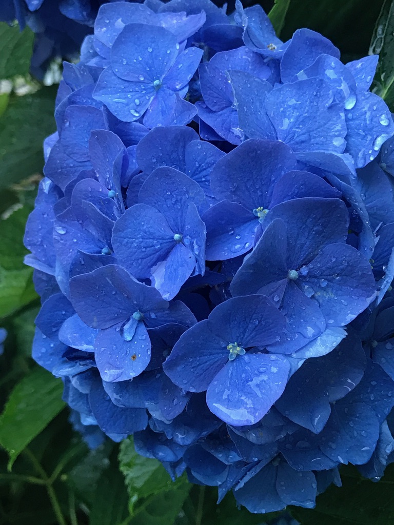 spring gardening blue hydrangea