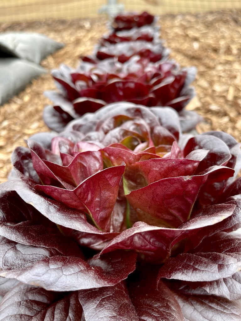 row of lettuce for spring gardening 