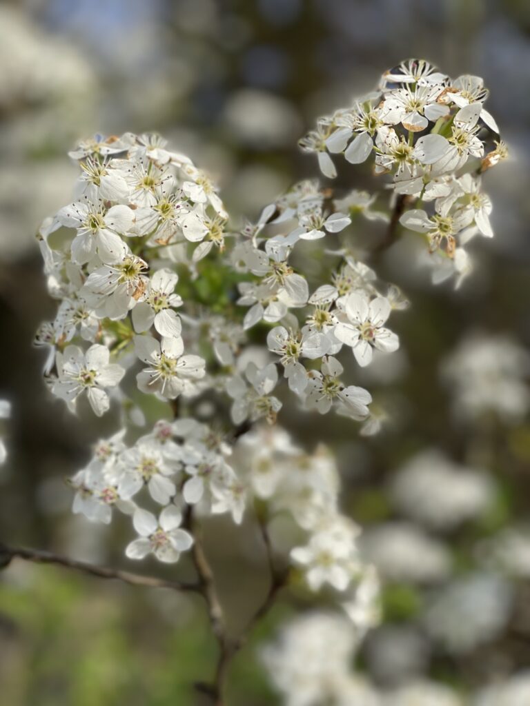 Spring gardening Bradford Pear blooms