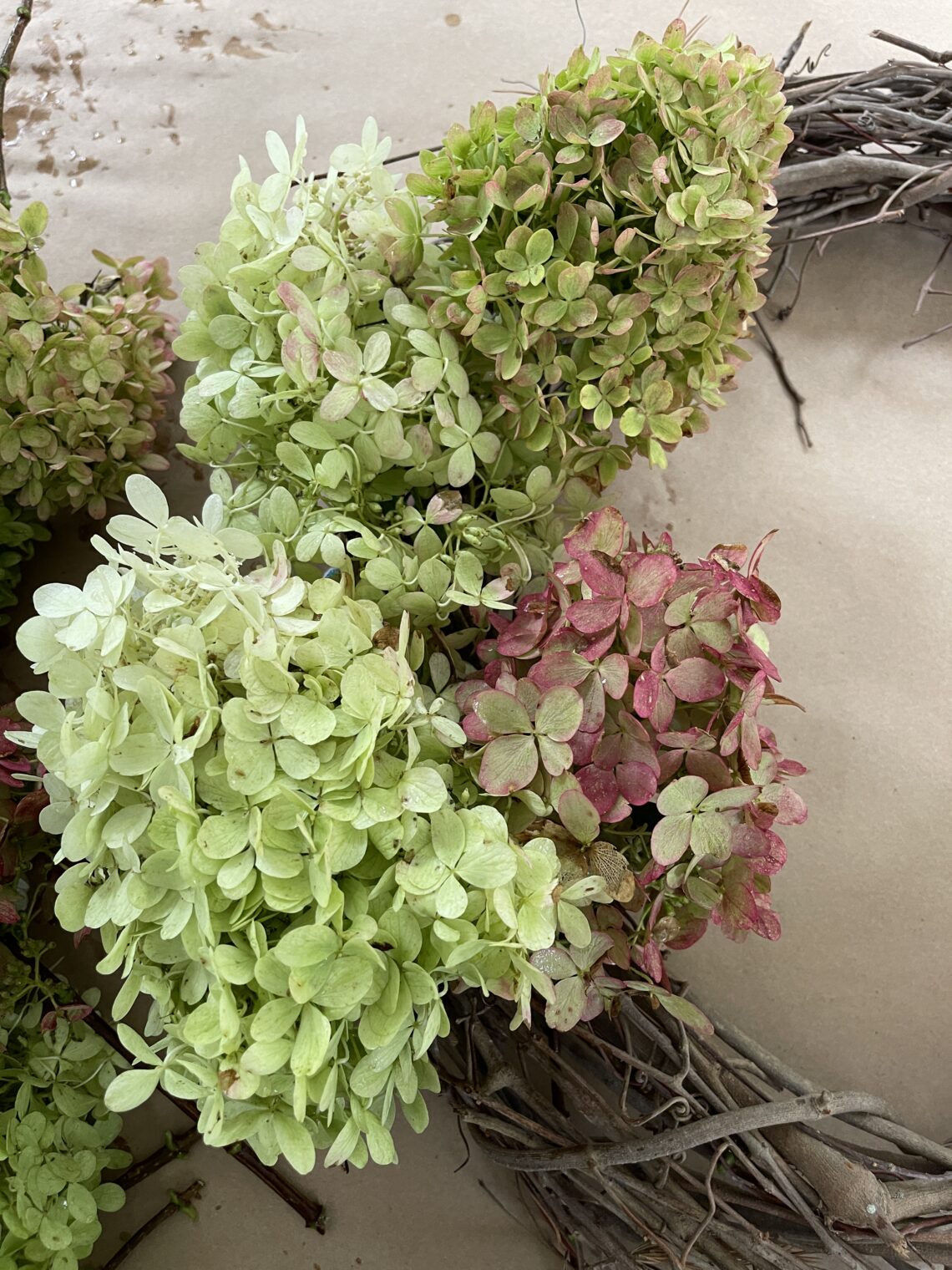 adding hydrangea to fall hydrangea wreath