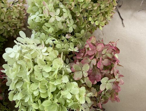 adding hydrangea to fall hydrangea wreath