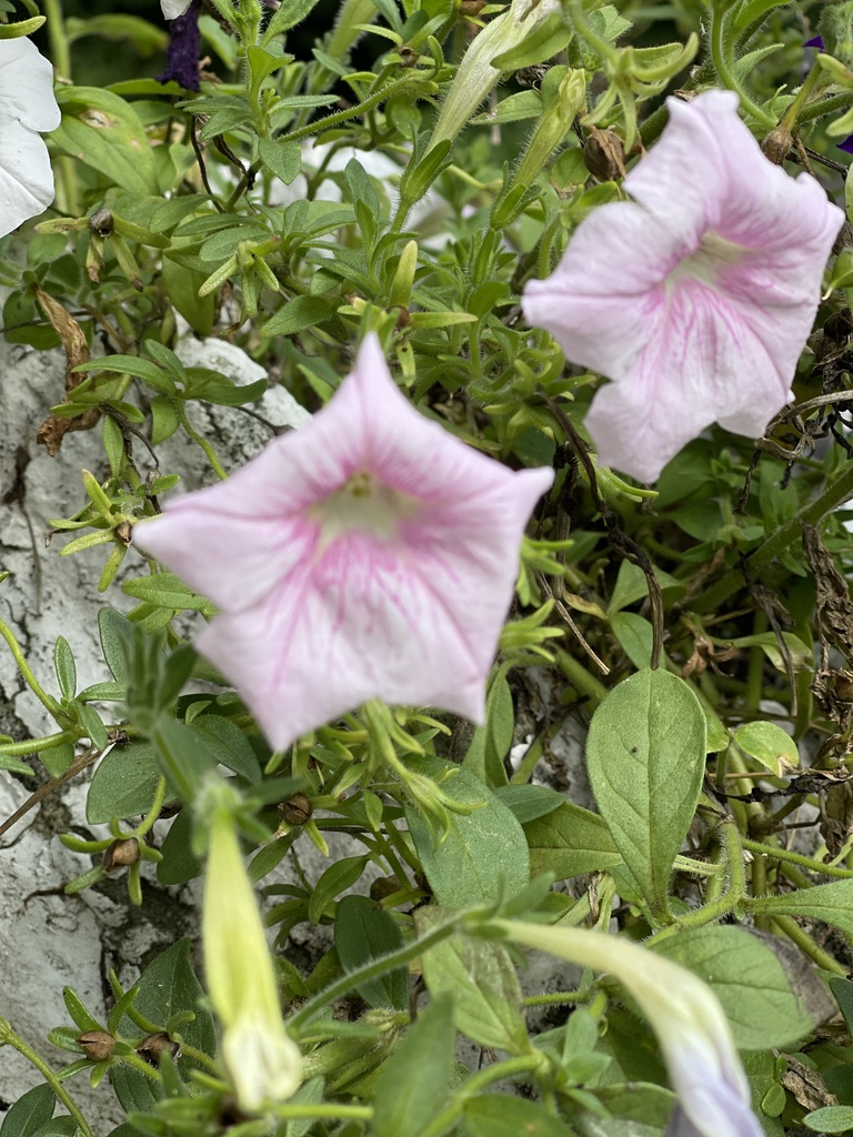 pink petunias for fall hydrangea wreath inspiration