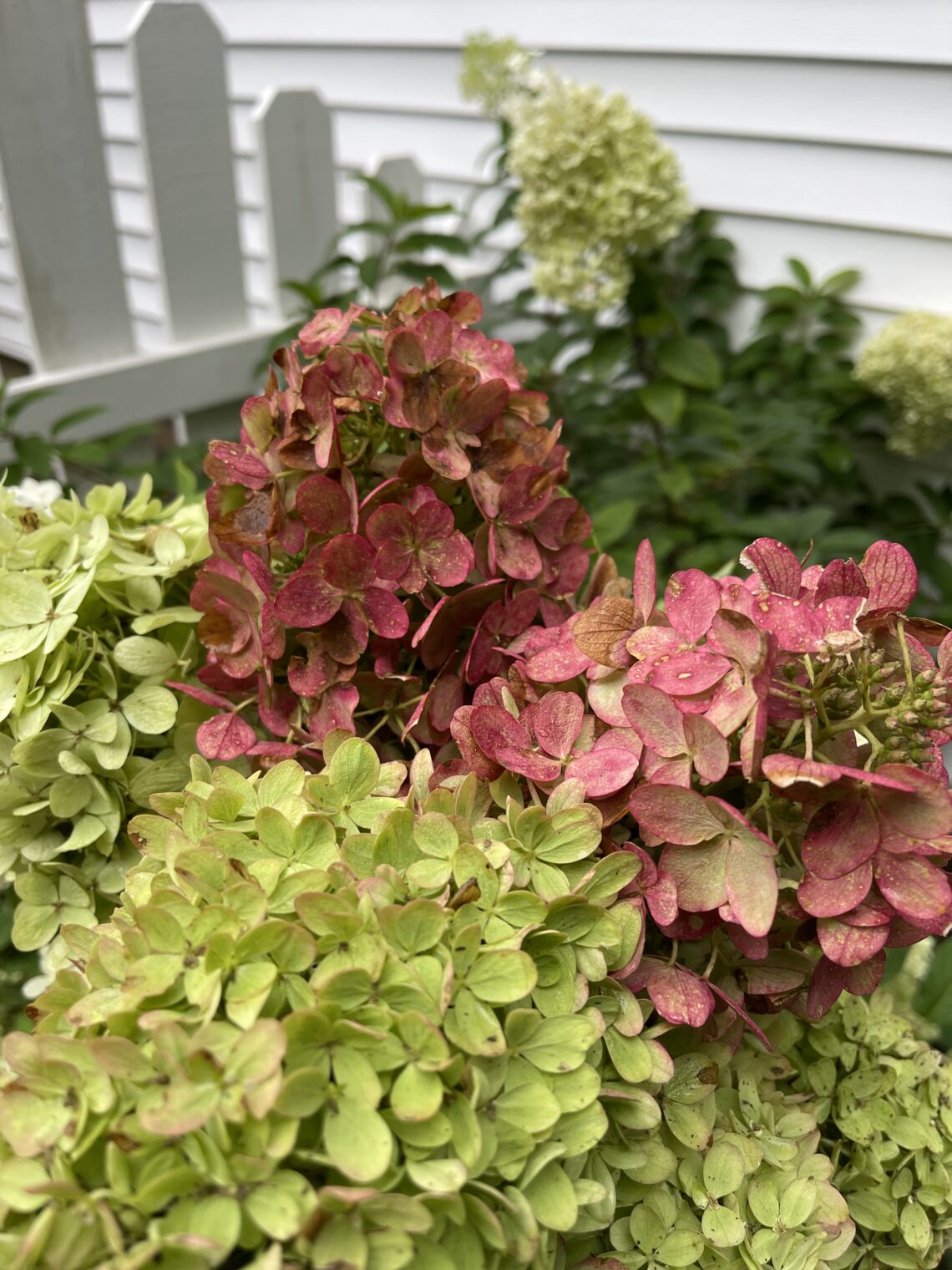 Cutting hydrangea for the fall hydrangea wreath