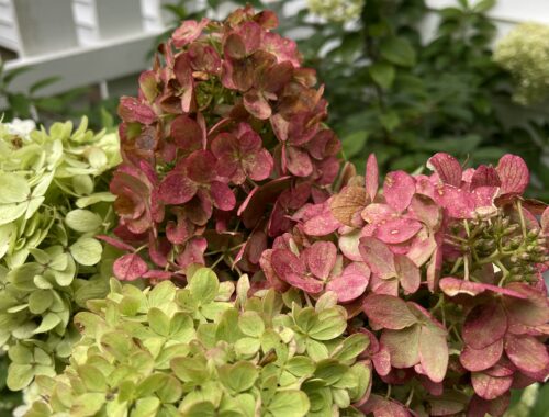 Cutting hydrangea for the fall hydrangea wreath