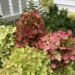 Cutting hydrangea for the fall hydrangea wreath