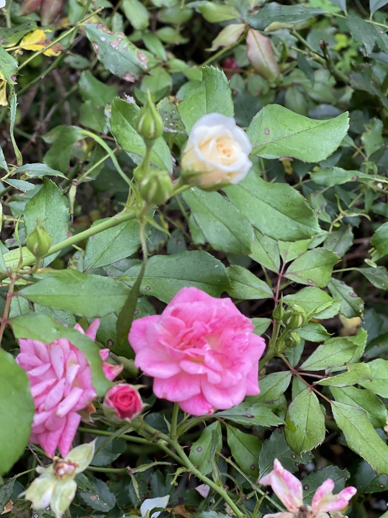 pink drift roses