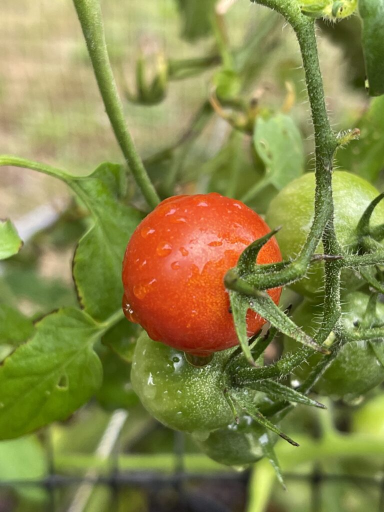 single tomato on the vine