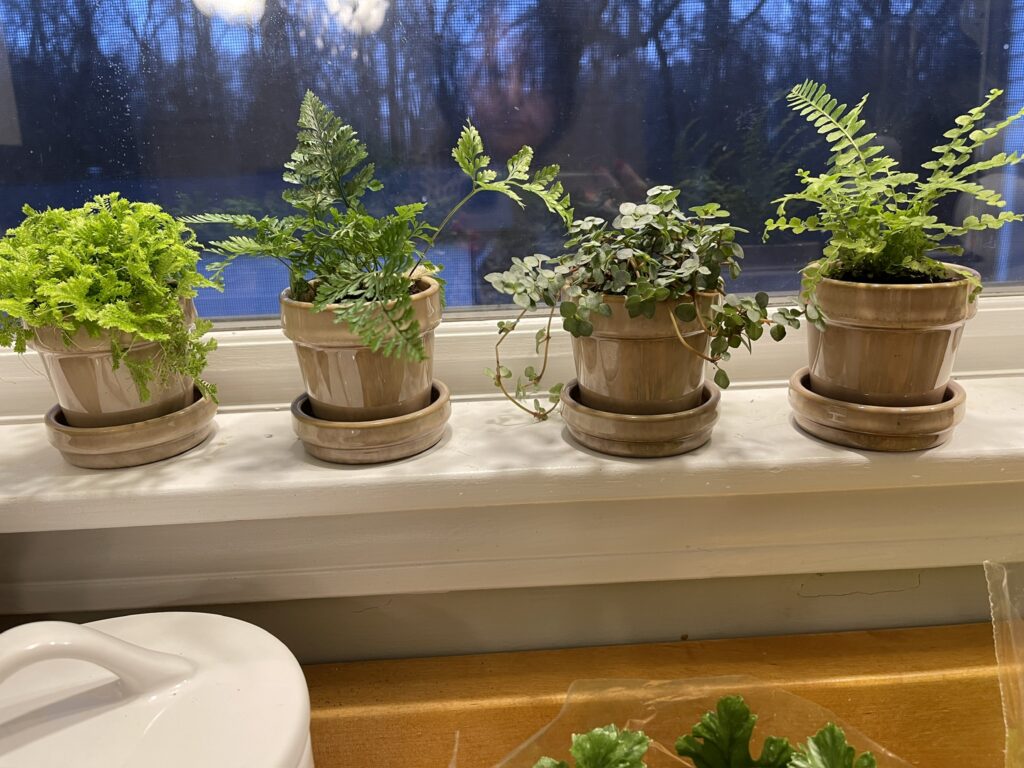 mini garden pots on my window sill purchased from a vendor at the Nashville Antiques and Garden Show 2024