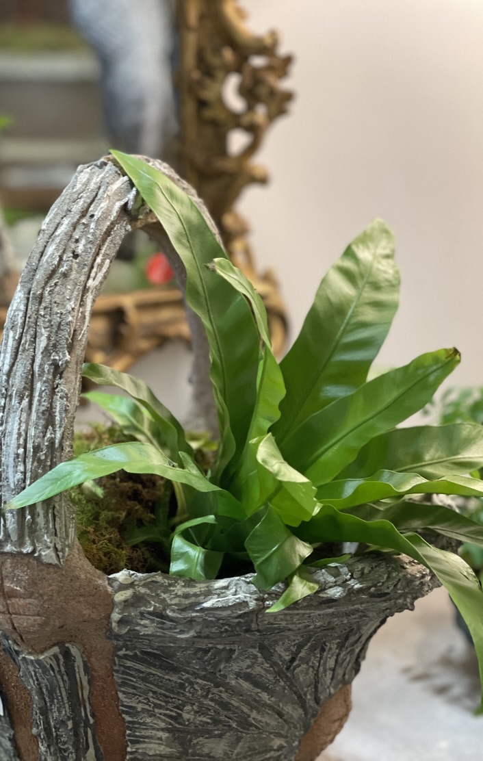 Nashville Antique and Garden Show fern in planter
