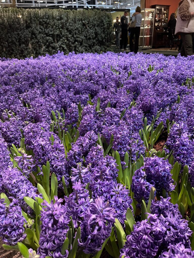 hyacinths in the convention center for the 2024 Nashville Antiques and Garden show