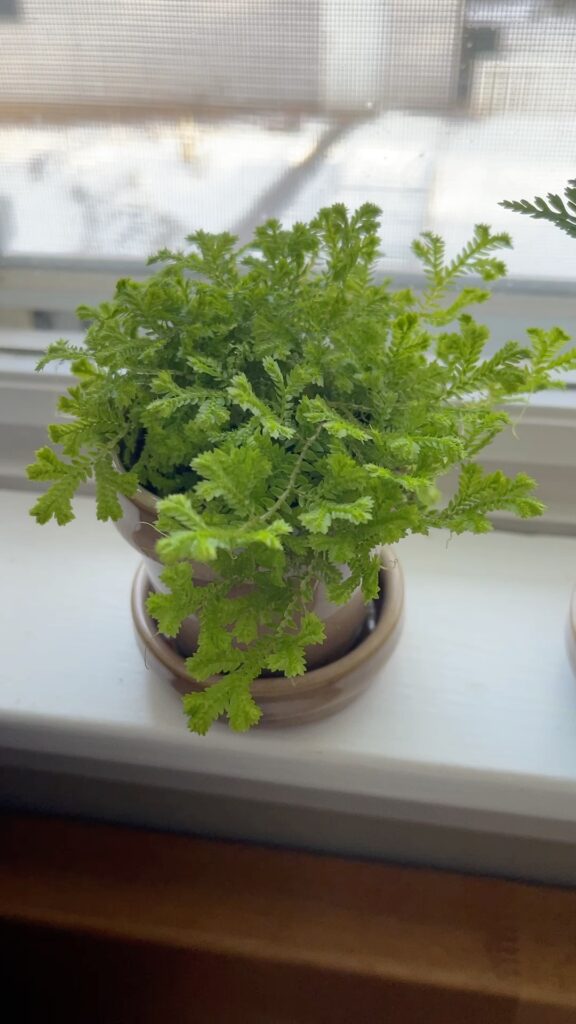 mini plant from Nashville Antiques and Garden show