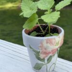 close up of decoupage herb garden pot