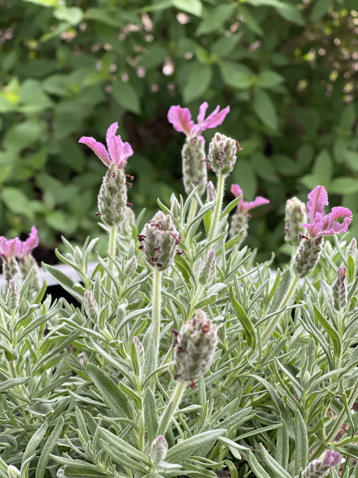 lavender perennial