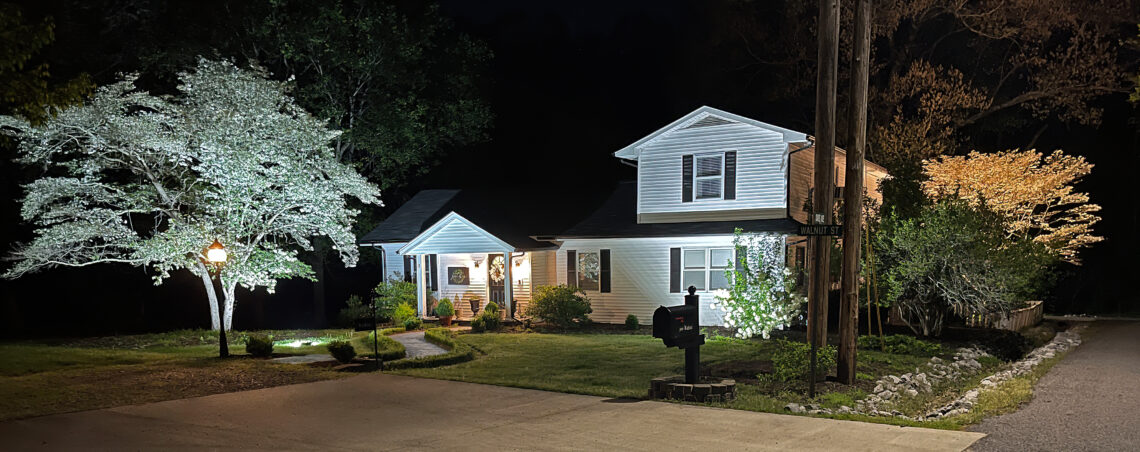 Dogwood tree perennials lit