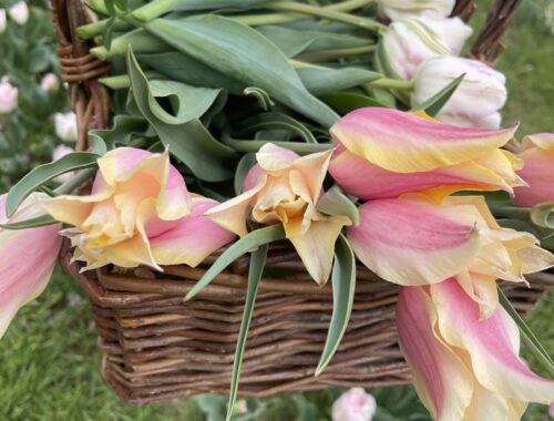 Tulips for wedding centerpieces