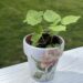 lemon balm in DIY garden herb pot