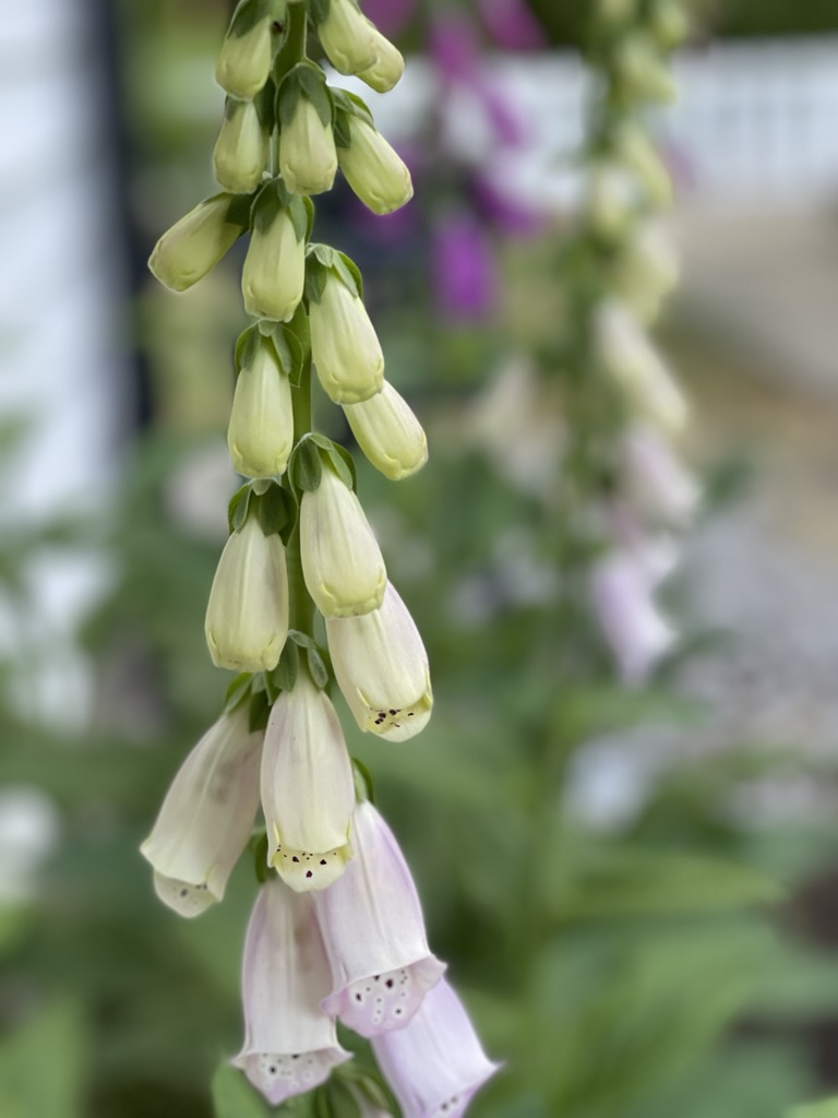 perennial foxglove blooming