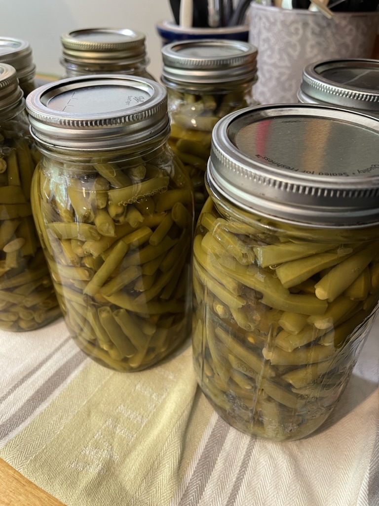 pressure canned green beans cooling on a towel