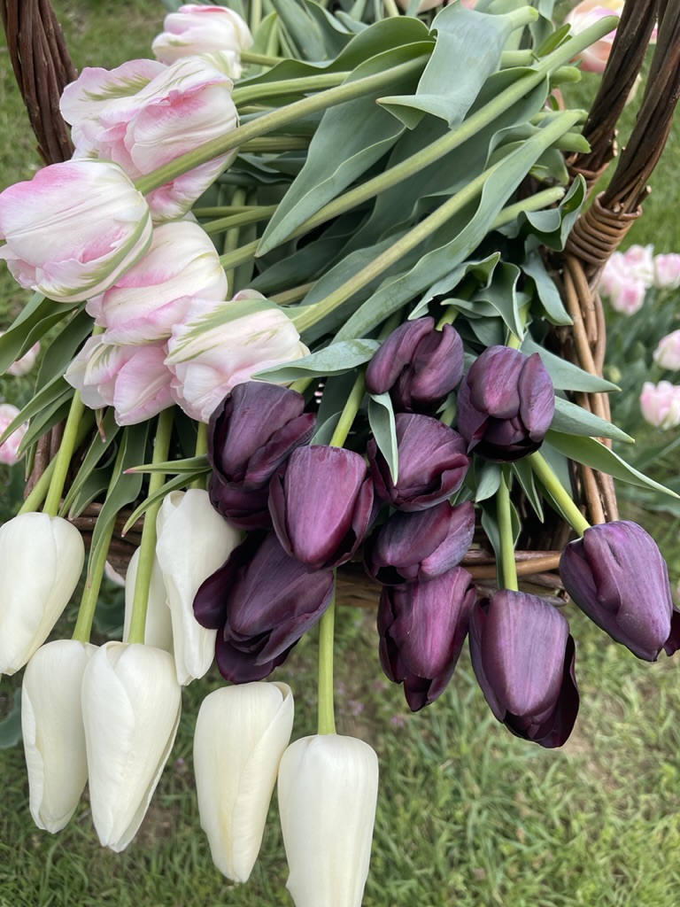 Tulip lane tulips for Wedding Flowers